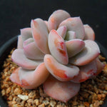PRESALE Echeveria Cream Tea, (Not so Random)