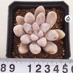 PRESALE Echeveria Tolimanensis, (Random)