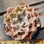 PRESALE Echeveria Peacockii Sp., (Not so Random)