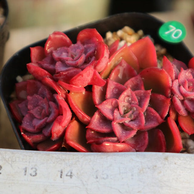 PRESALE  Echeveria Noble Clusters, (Random)