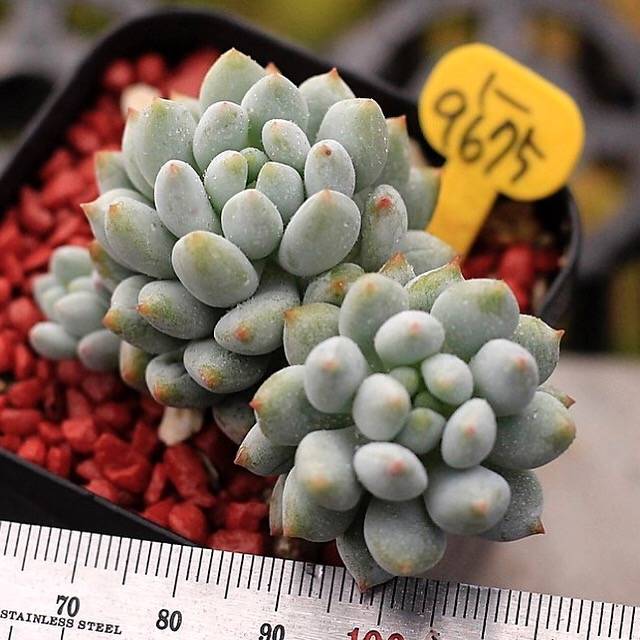 SPECIAL!! JUST CART! PRESALE Echeveria Crown Ball, (Exact Plant)