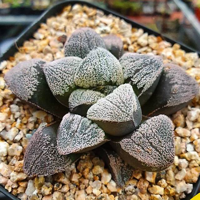 Haworthia Pygmaea ‘Snow’ Hybrid