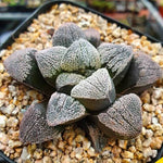 Haworthia Pygmaea ‘Snow’ Hybrid