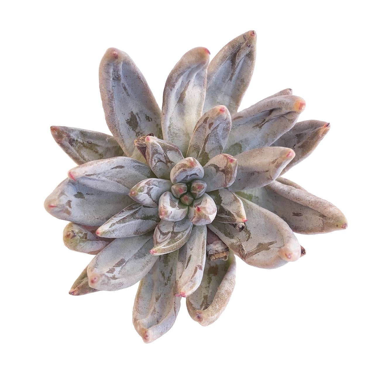 unguiculata succulent SALE! Echeveria Unguiculata – Cedar Creek Farmhouse