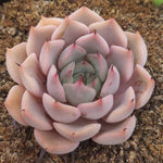 SPECIAL!! JUST CART! PRESALE Echeveria Pink Zaragosa, (Not So Random)