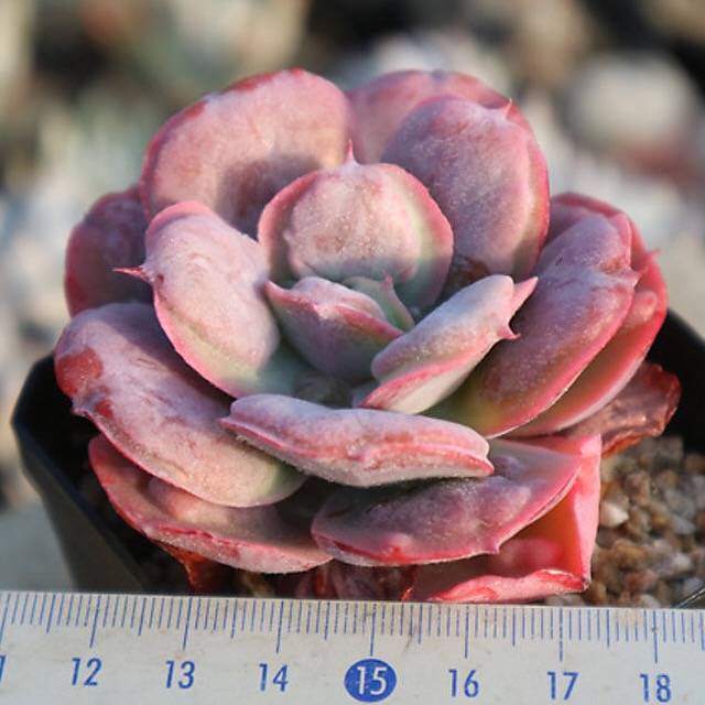 PRESALE Echeveria Hearts Delight, (Random)