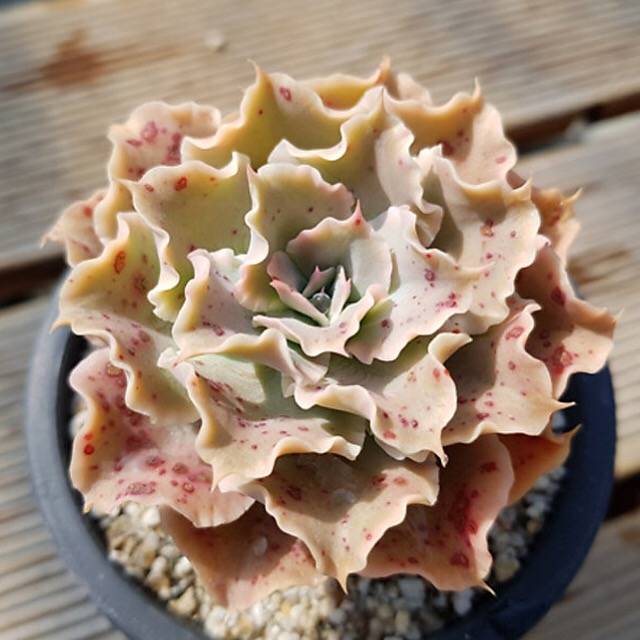 PRESALE Echeveria Peacockii Sp., (Not so Random)