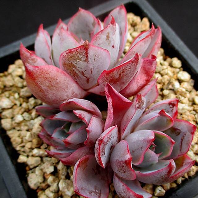 PRESALE Echeveria Hera, (Random)