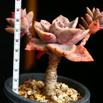 PRESALE Echeveria Bainesii, (Not so Random)