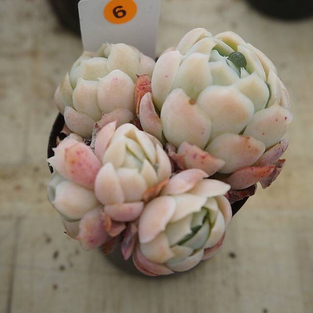 MOTHER'S DAY WEEKEND FLASH SALE! PRESALE Echeveria Elegans, Mini Clusters, (Random)