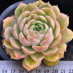 Echeveria Onlow, (Random)