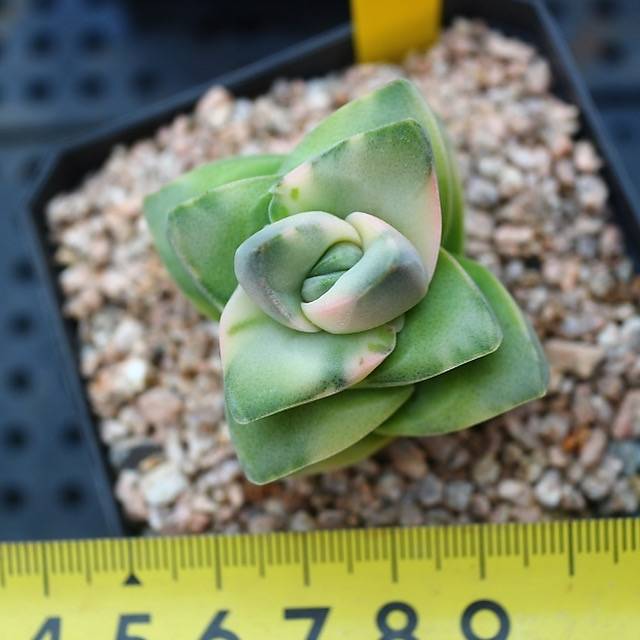 Crassula Moonglow, Variegata