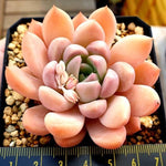 PRESALE Echeveria Arteusa 'B-Type,' (Not so Random)