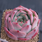 PRESALE Echeveria Patricia, (Random)