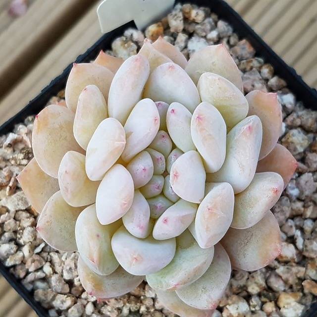 PRESALE Echeveria Monroe, Cristata, (Not so Random)