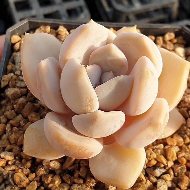 LAST CHANCE! MOTHER'S DAY WEEKEND FLASH SALE! PRESALE Echeveria Tiramisu, (Random)