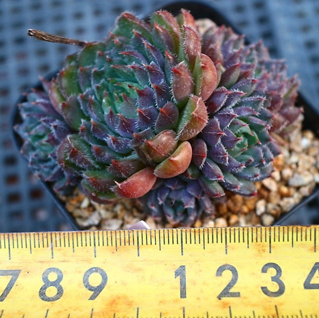 Echeveria Scorpio