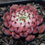 Hwaga Original Hybrid- PRESALE Echeveria Pablo