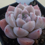 SPECIAL!! JUST CART! PRESALE Echeveria Alba Beauty, (Not so Random)