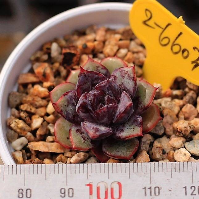 PRESALE Echeveria Love Fire Hybrid