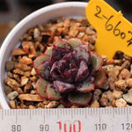 PRESALE Echeveria Love Fire Hybrid