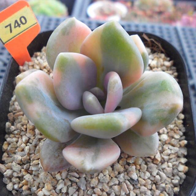 PRESALE Pachyveria Pachyphytodies, Variegatata (Not so Random)