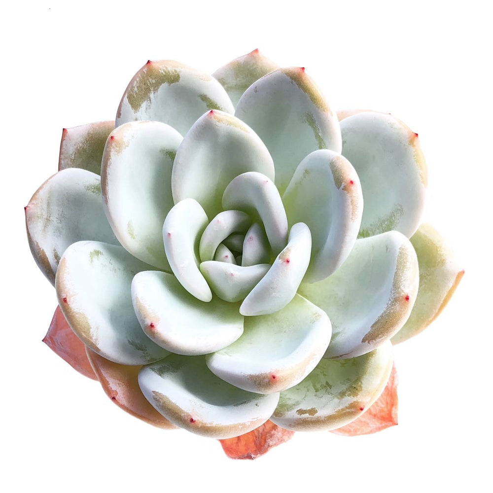 Echeveria Ivory