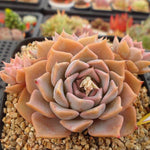 PRESALE Echeveria Glow, (Random) **VIDEO ATTACHED**