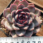 Echeveria Maleficent, (Not so Random)