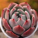 PRESALE Echeveria Colorata x Lauii