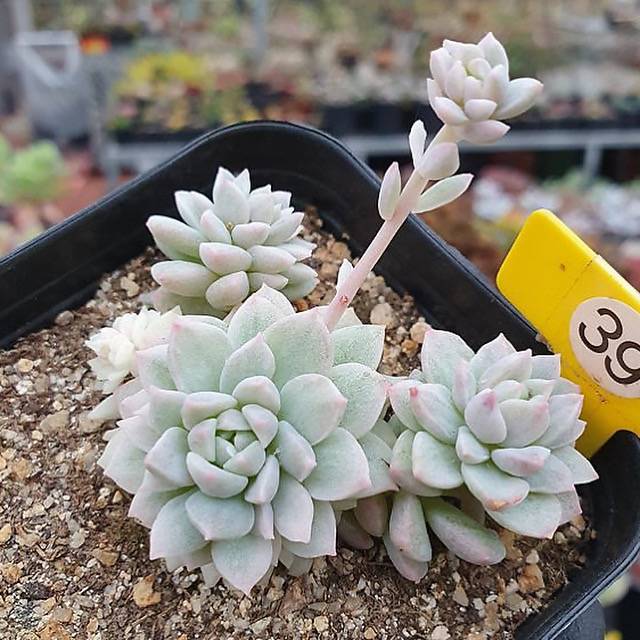 Echeveria Prolifica, Variegata