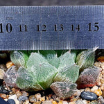 Haworthia Cooperi var. Venusta, (Video)