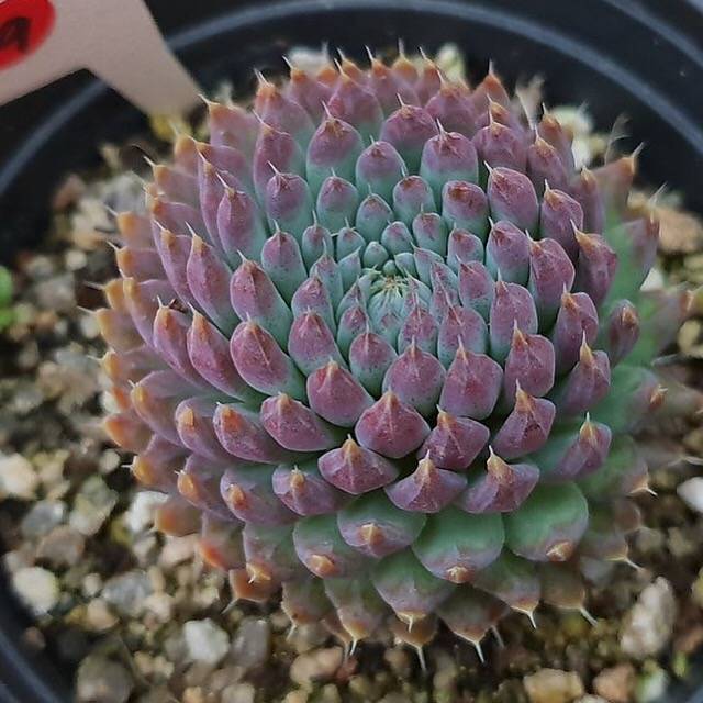 PRESALE Echeveria Sp, (Random)