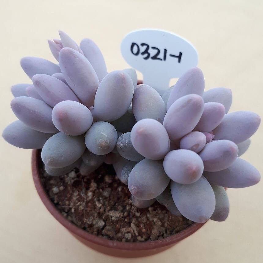 PRESALE Pachyphytum Machucae, (Not so Random)