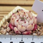 PRESALE Echeveria Princess Sarah, (Not so Random)