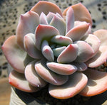 PRESALE Echeveria Cream Tea, (Random)