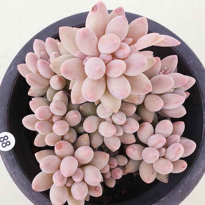 PRESALE Pachyphytum Machucae,Cluster (Not so Random)