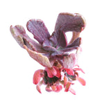 (RESERVED) Pachyveria Jocelyn's Joy and Holwayi (Less than Perfect)