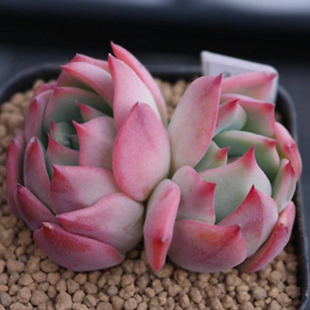 PRESALE Echeveria Patricia, (Random)