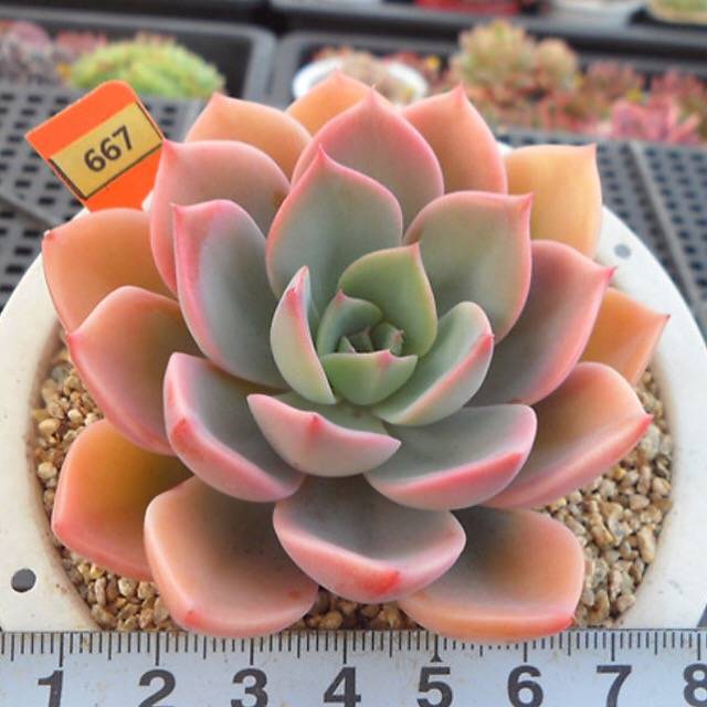 PRESALE Echeveria Tinkerbelle, (Random)