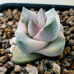 PRESALE Crassula Moonglow, Variegata, (Not so Random)