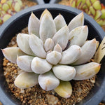 PRESALE Echeveria Tolimanensis, (Random)