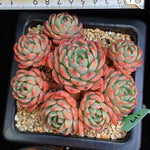 PRESALE Echeveria Nana Hook, (Random)