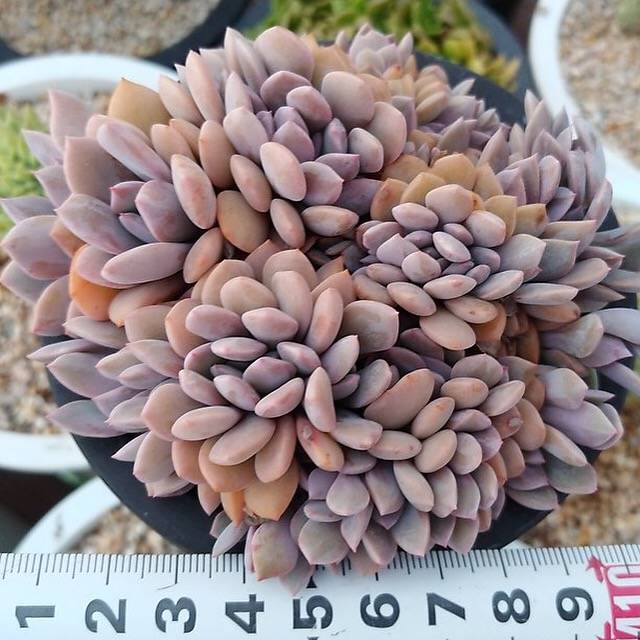 4th OF JULY FLASH SALE- DEAL #10 PRESALE Graptoveria Debbie, Cristata