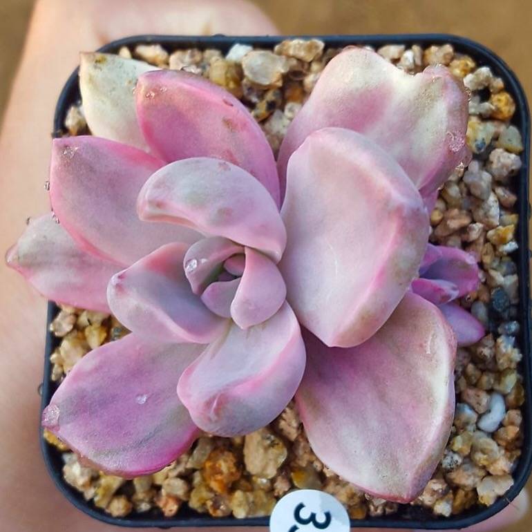 SALE! Graptoveria Gypsy, (Random)