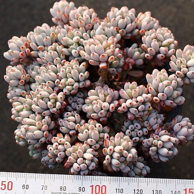 PRESALE Graptopetalum Blue Beans, Cluster