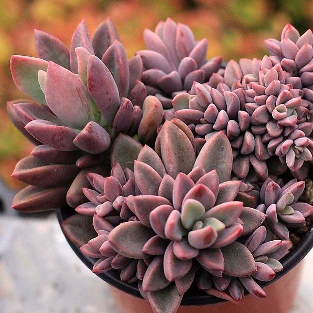 cluster succulent PRESALE Echeveria Rezry, Cluster – Cedar Creek Farmhouse