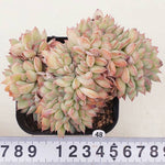 PRESALE Echeveria Brave, Cristata, (Random)