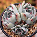 PRESALE Echeveria Momotarou, Cluster