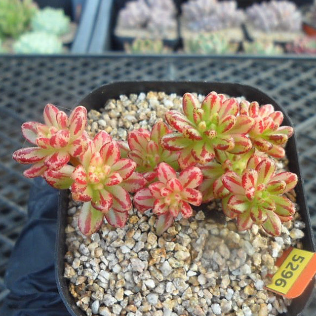 Aeonium Sedifolius, Variegata